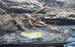 Leopard Gecko reptiles for sale: 2 leopard geckos and vivarium for sale  - Image 5