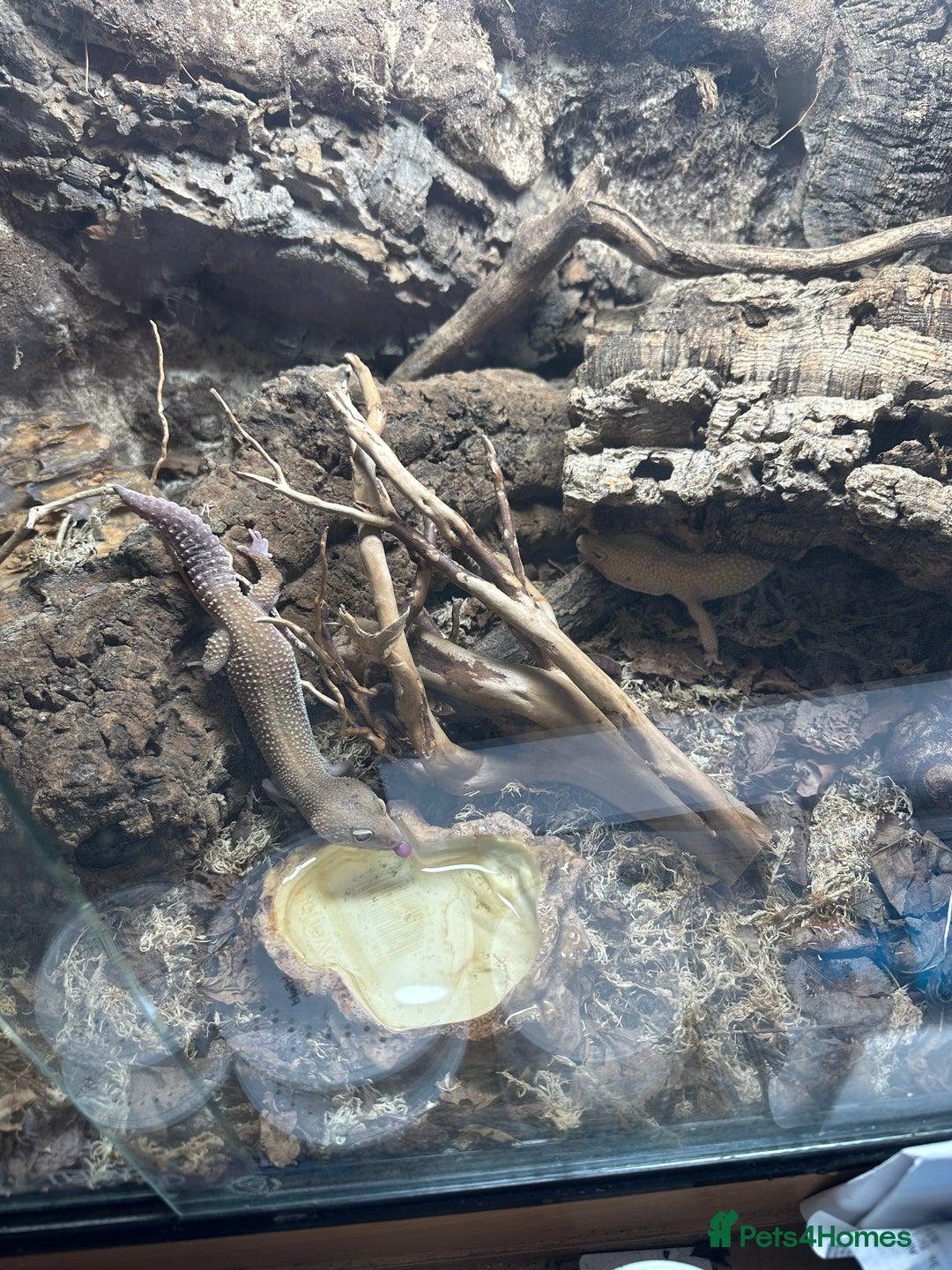 Leopard Gecko reptiles for sale: 2 leopard geckos and vivarium for sale  - Image 5