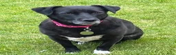 Mixed Breed dogs for adoption: BRAMBLE CAN’T STAY WHERE SHE IS... in Chelmsford - Advert 1