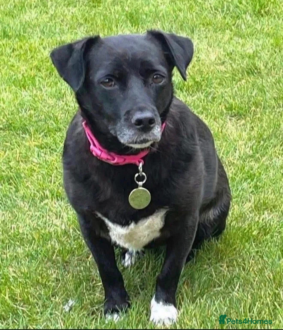 Mixed Breed dogs for adoption: BRAMBLE CAN’T STAY WHERE SHE IS... in Chelmsford - Advert 1