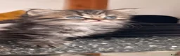 Persian cats for sale: Kittens for sale - Advert 22