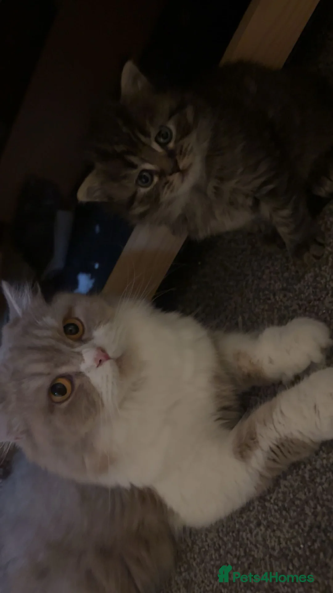 Mixed Breed cats for sale: British longhair x Ragdoll - Advert 2