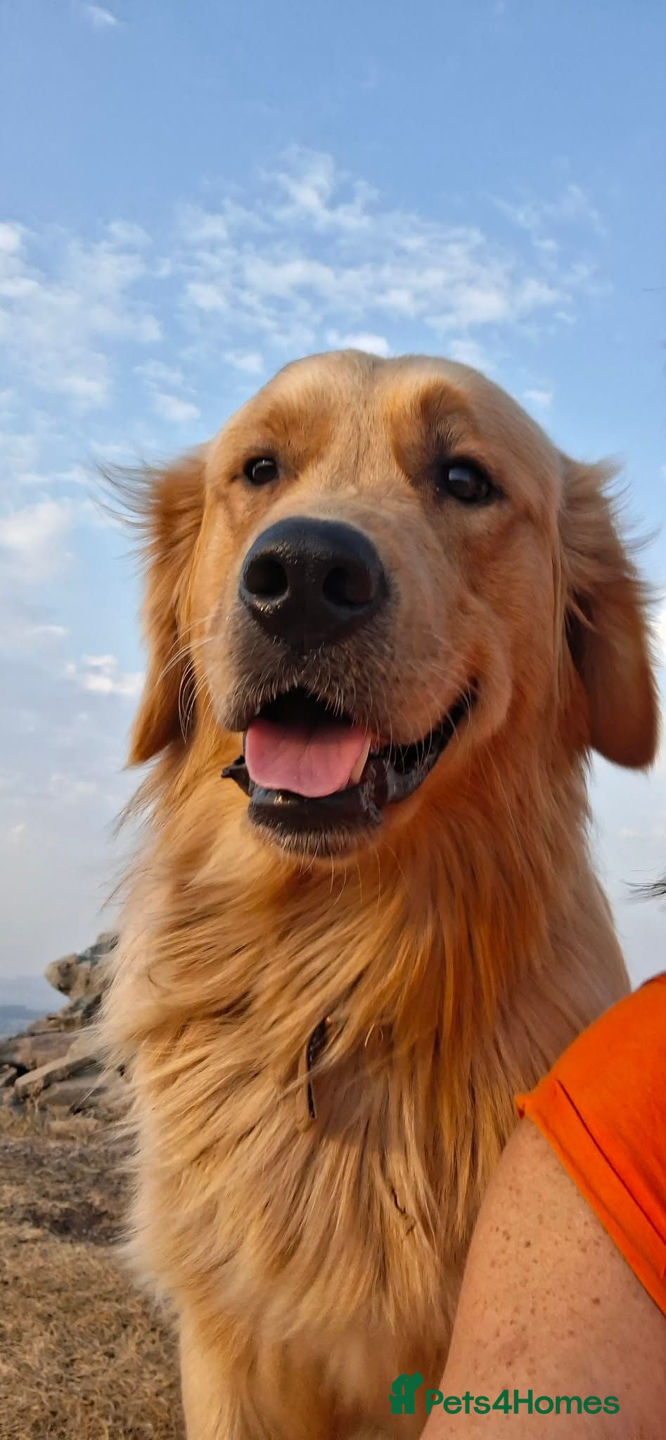 Golden Retriever dogs Golden Retriever for Stud - Advert 5