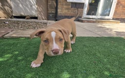 American Bully dogs for sale: Super chunky pocket bullies Ready to leave! - Image 26