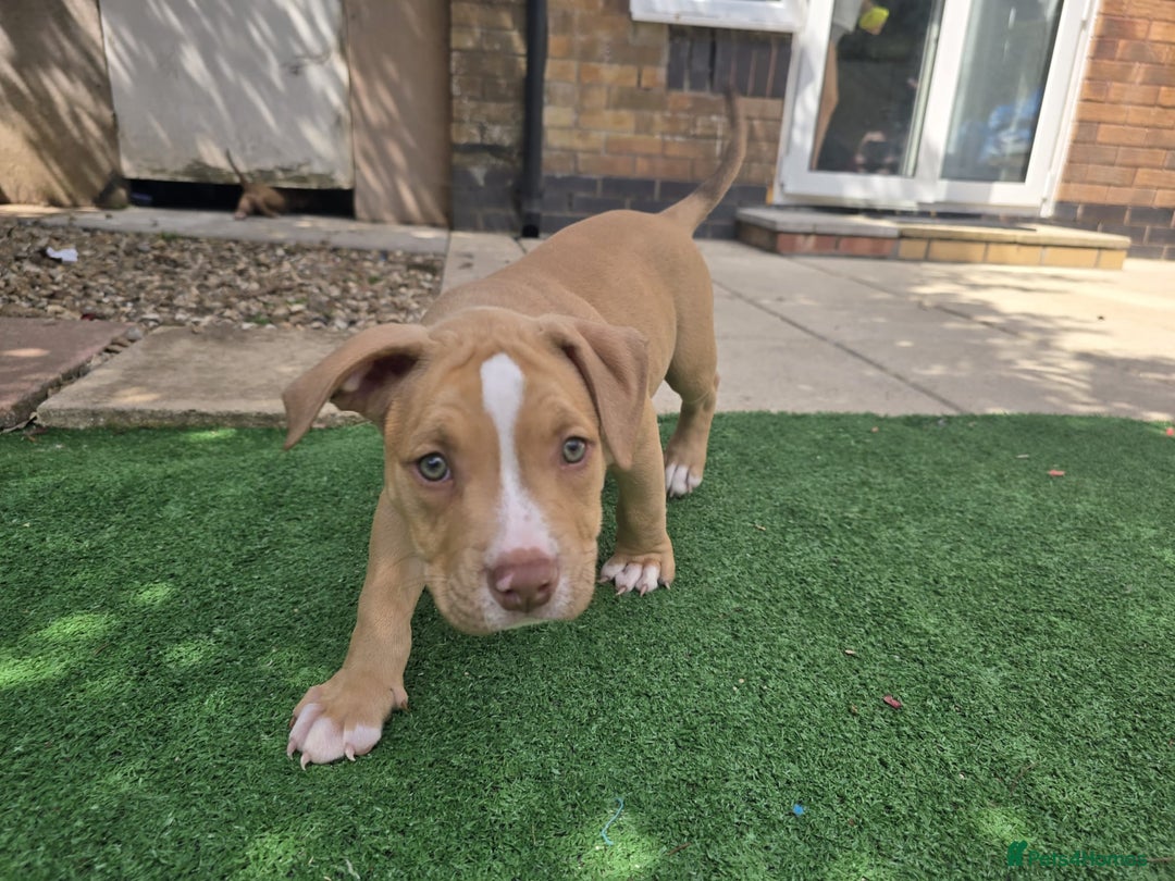 American Bully dogs for sale: Super chunky pocket bullies Ready to leave! - Image 26