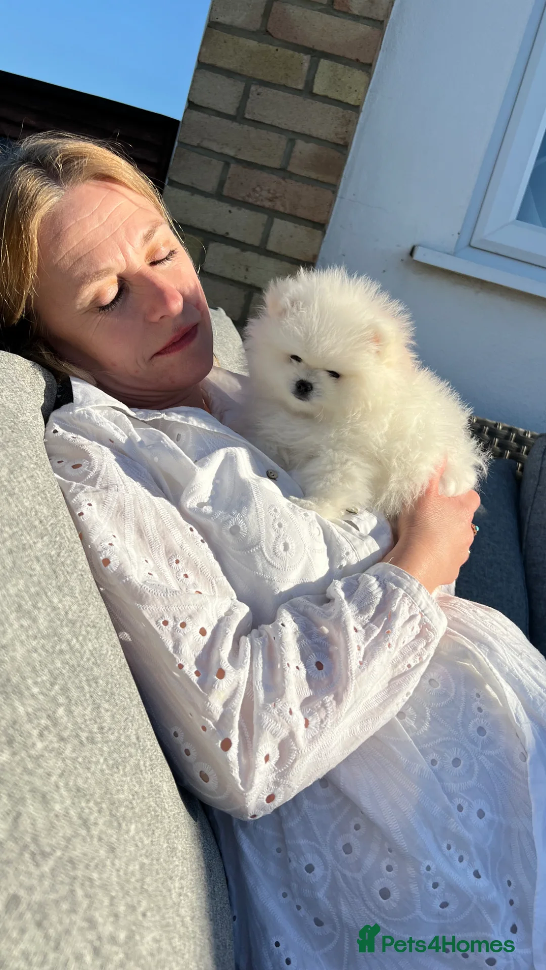 Pomeranian dogs for sale: MAGICAL PURE POMERANIAN KC - Advert 2