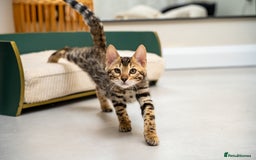 Bengal cats for sale: Top quality Bengal Girl- TICA reg.- AVAILABLE NOW - Advert 10