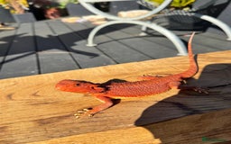 Bearded Dragon reptiles for sale: Red Monster  - Image 3