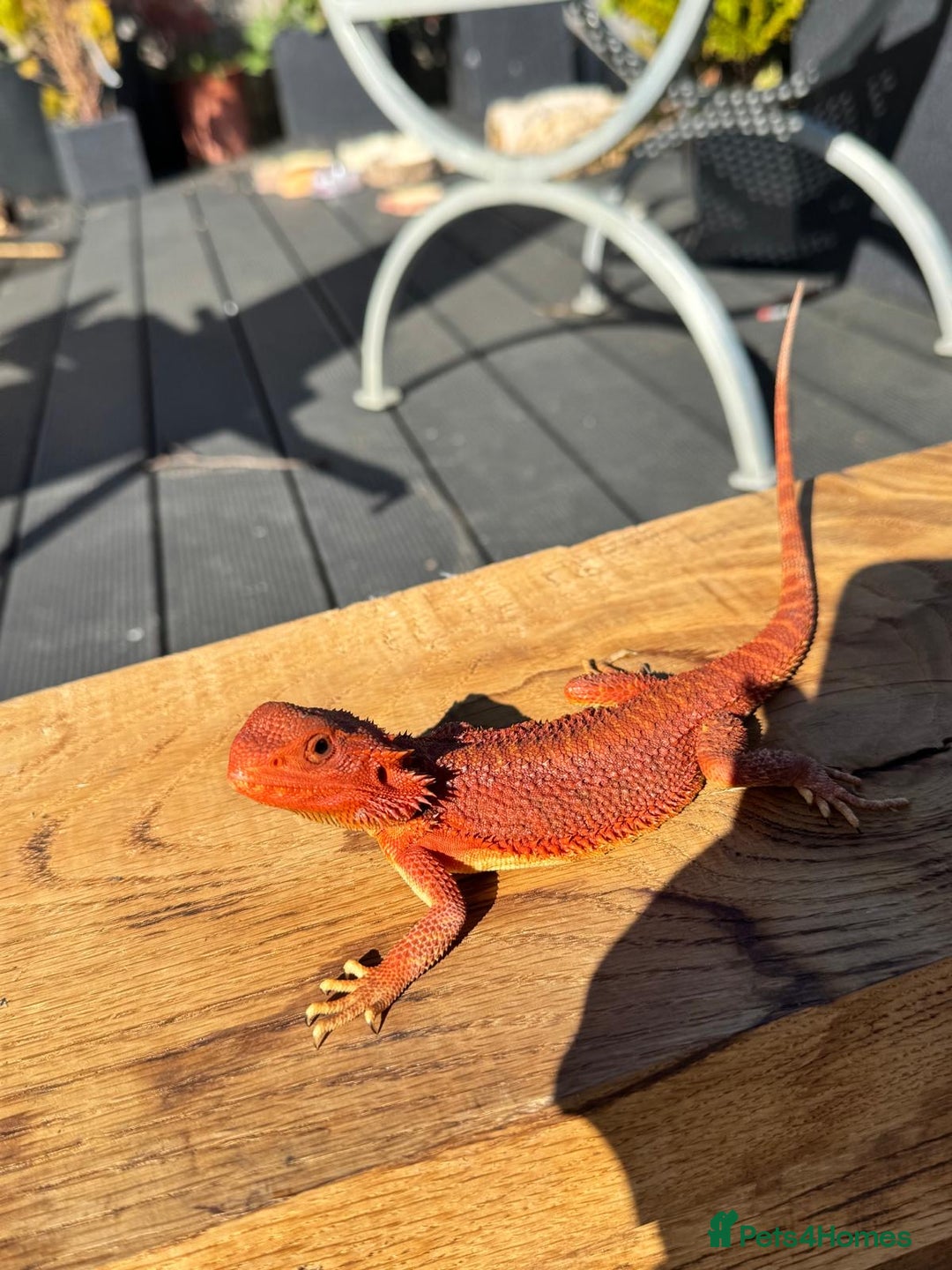 Bearded Dragon reptiles for sale: Red Monster  - Image 3