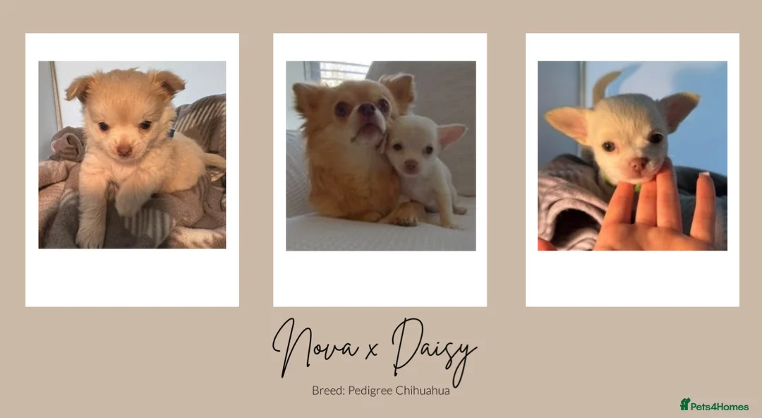 Chihuahua dogs for stud: Unique Chihuahua for Stud 🐾 in Southampton - Advert 28