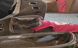 Domestic Shorthair cats for sale: 2 gorgeous kittens for sale - Image 7