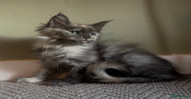 Maine Coon cats - Advert 12