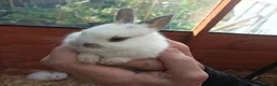 Mixed Breed rabbits for sale: 8  beautiful baby rabbits for sale in Blackburn - Advert 5