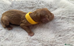 Mixed Breed dogs for sale: Cockapoo/Cavapoo Mix Puppies Available 10 Nov 25 - Image 17