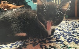 Mixed Breed cats for sale: Kittens for sale — £50 each - Image 7