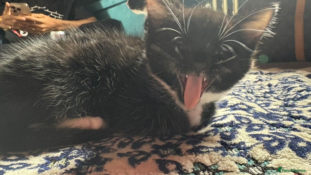 Mixed Breed cats for sale: Kittens for sale — £50 each - Image 7