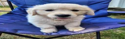 Golden Retriever dogs for sale: Beautiful snowy white boy and girl  in Scarborough - Advert 3