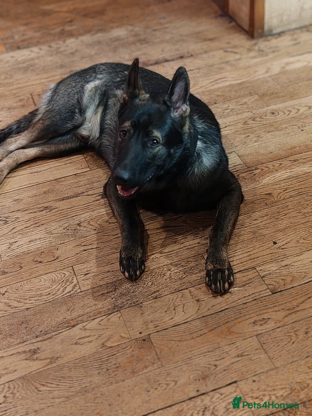 German Shepherd dogs for stud: KENSESQUI SIMBA (Simba) - Image 6