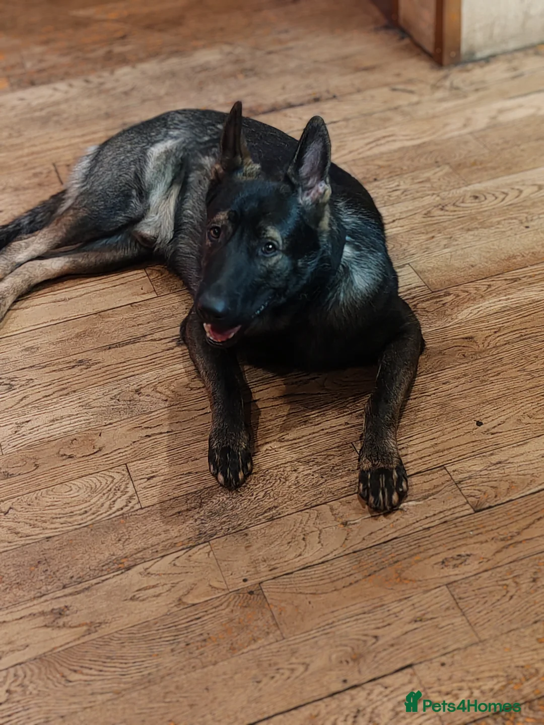 German Shepherd dogs for stud: KENSESQUI SIMBA (Simba) - Advert 8