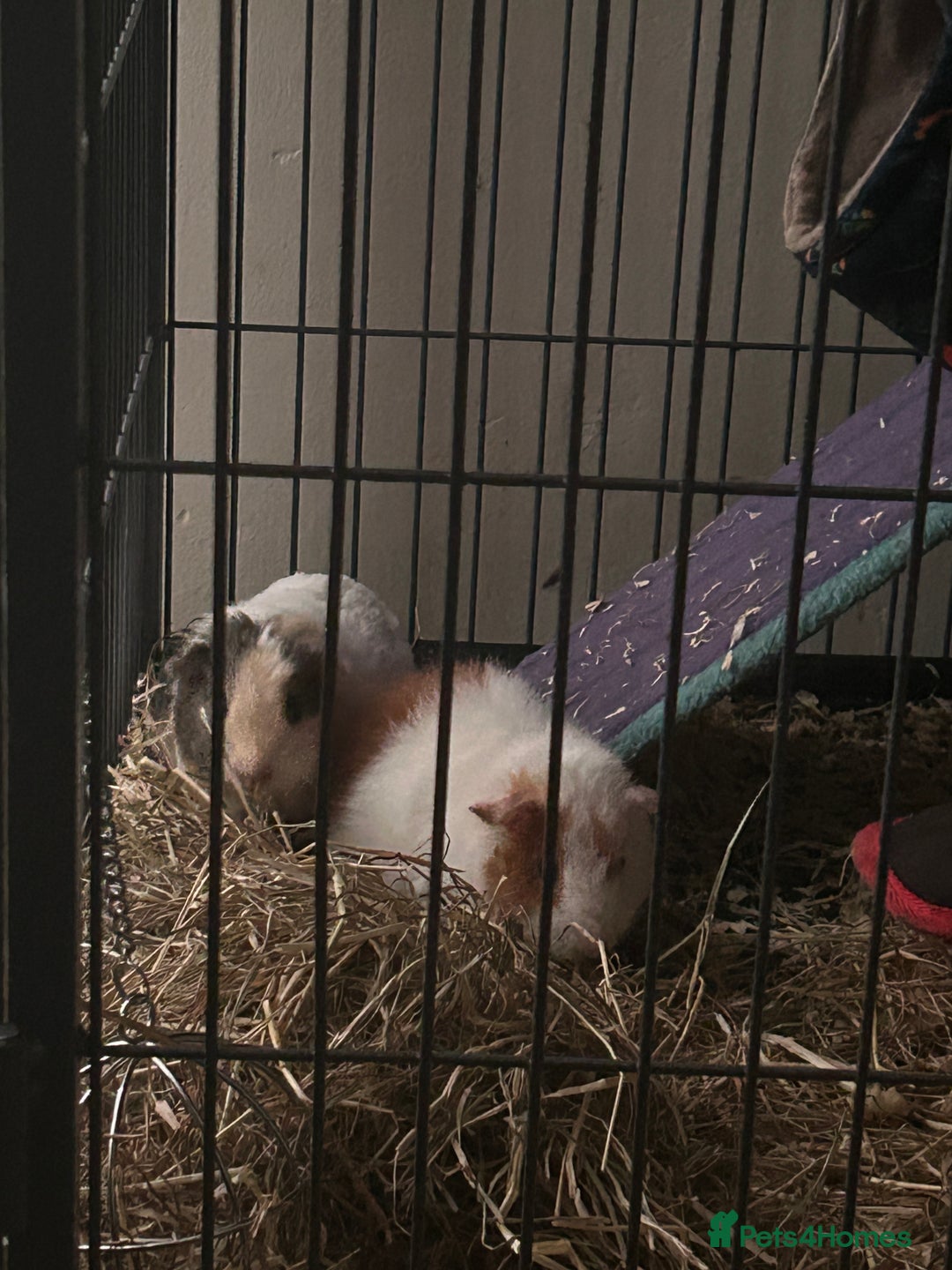 Guinea Pig rodents for sale: Two female Guiana pigs  - Advert 3