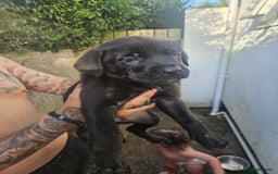 Mixed Breed dogs for sale: Light Green - Puppies for sale  - Image 13