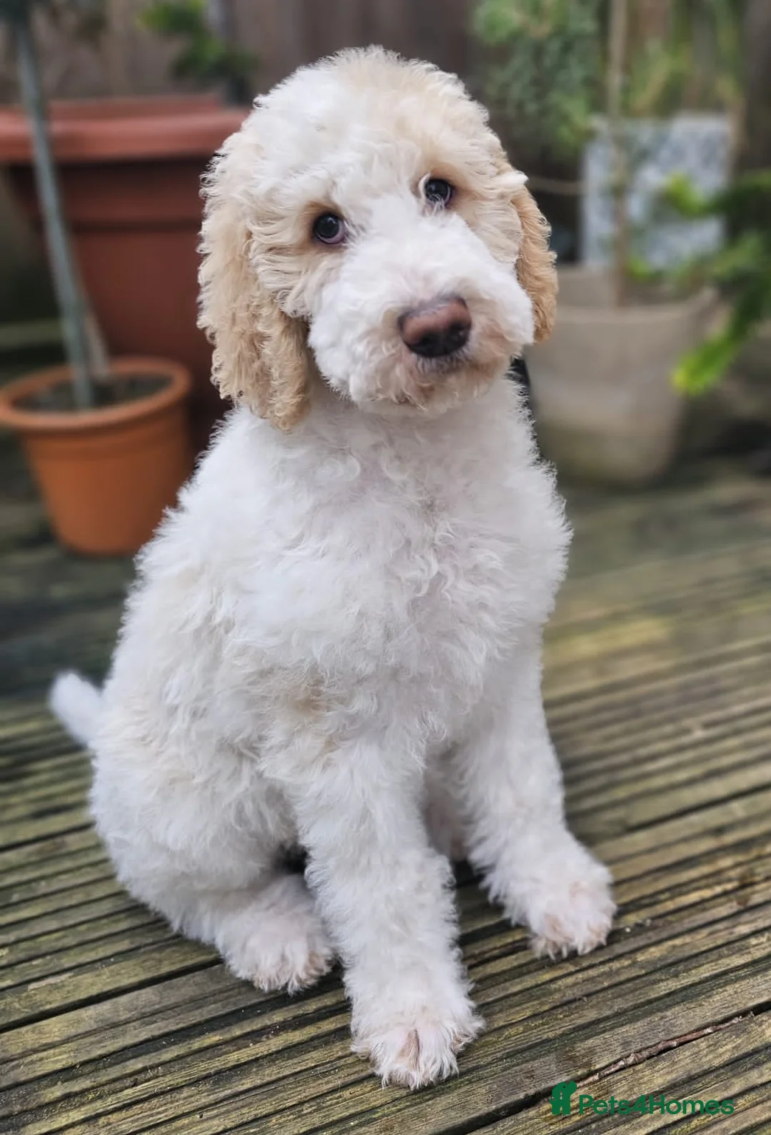 Labradoodle dogs for stud: Hypoallergenic Health Checked Labradoodle PROVEN😍 - Advert 14