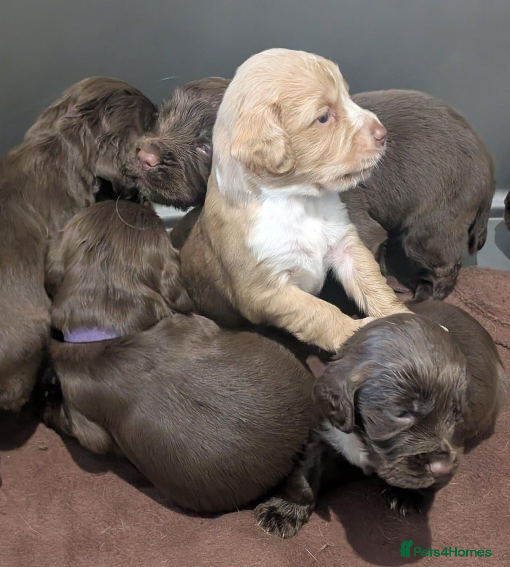 Cocker Spaniel dogs W/T Pedigree Cocker Spaniels  - Advert 1