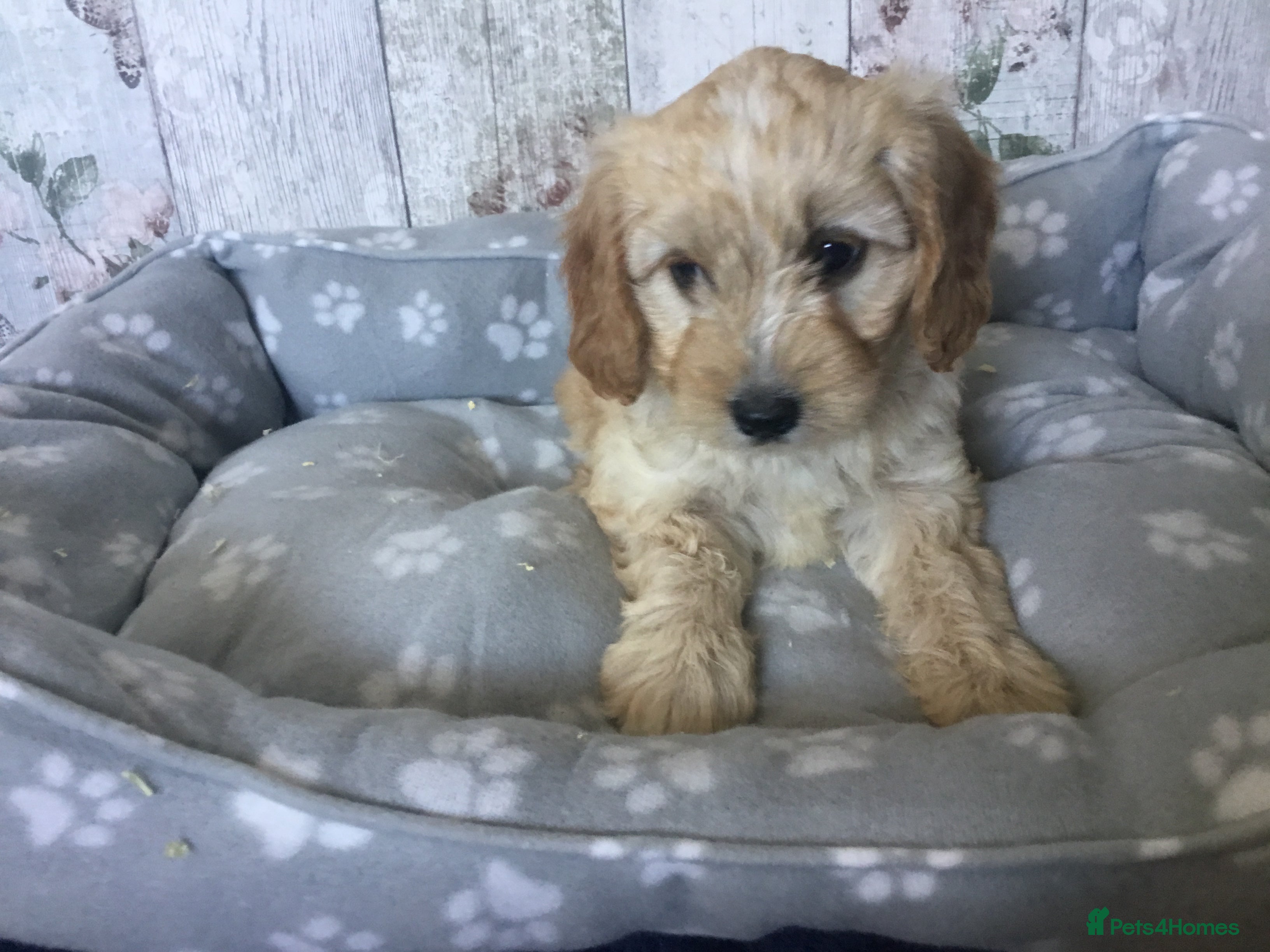 Mixed Breed dogs Adorable Cockalierpoo pups ( so cute) - Advert 2