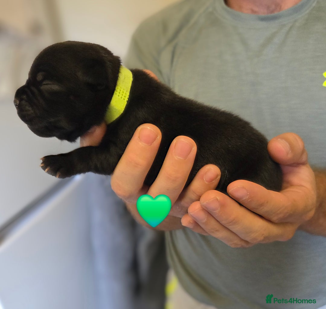 Staffordshire Bull Terrier dogs for sale: Beautiful Staffy Puppies (Blue and Black) - Image 20