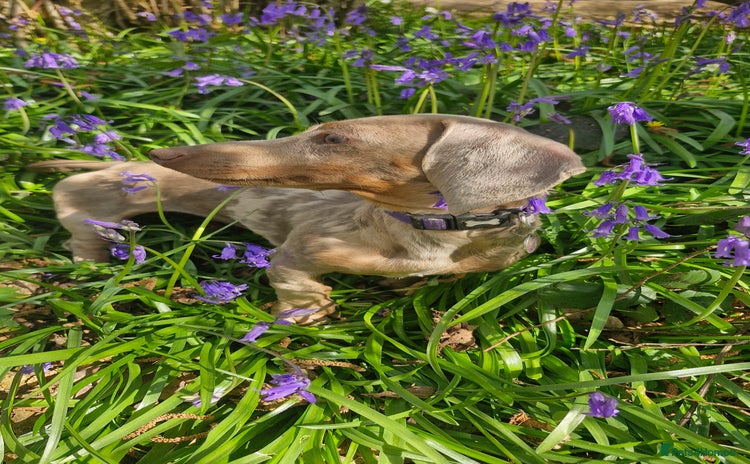 Dachshund dogs - Advert 1