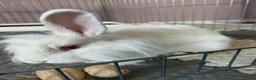 Mixed Breed rabbits for sale: Neutered white male 6 months bunny and enclosure  - Advert 1