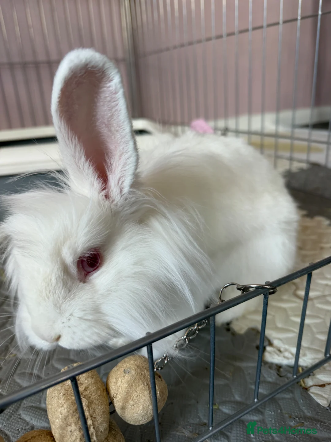 Mixed Breed rabbits for sale: Neutered white male 6 months bunny and enclosure  - Advert 1