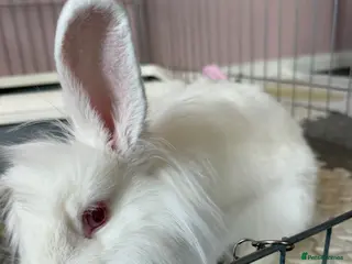 Mixed Breed rabbits Free Neutered white male 6 months bunny&enclosure - Advert 2