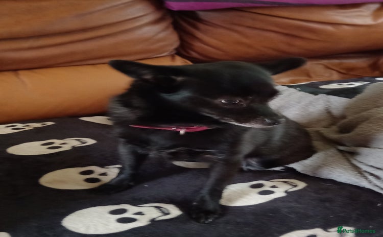 Mixed Breed dogs - Advert 10