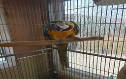 Macaws birds for sale: Blue + gold  - Image 2