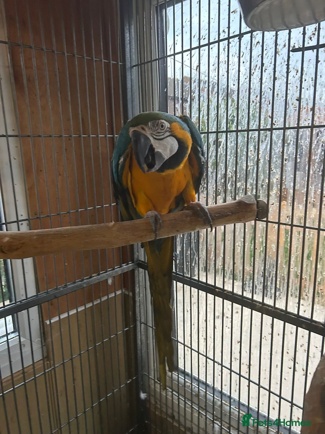 Macaws birds for sale: Blue + gold  - Image 2