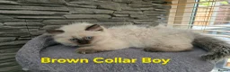 Ragdoll cats for sale: Beautiful ragdolls - Advert 23