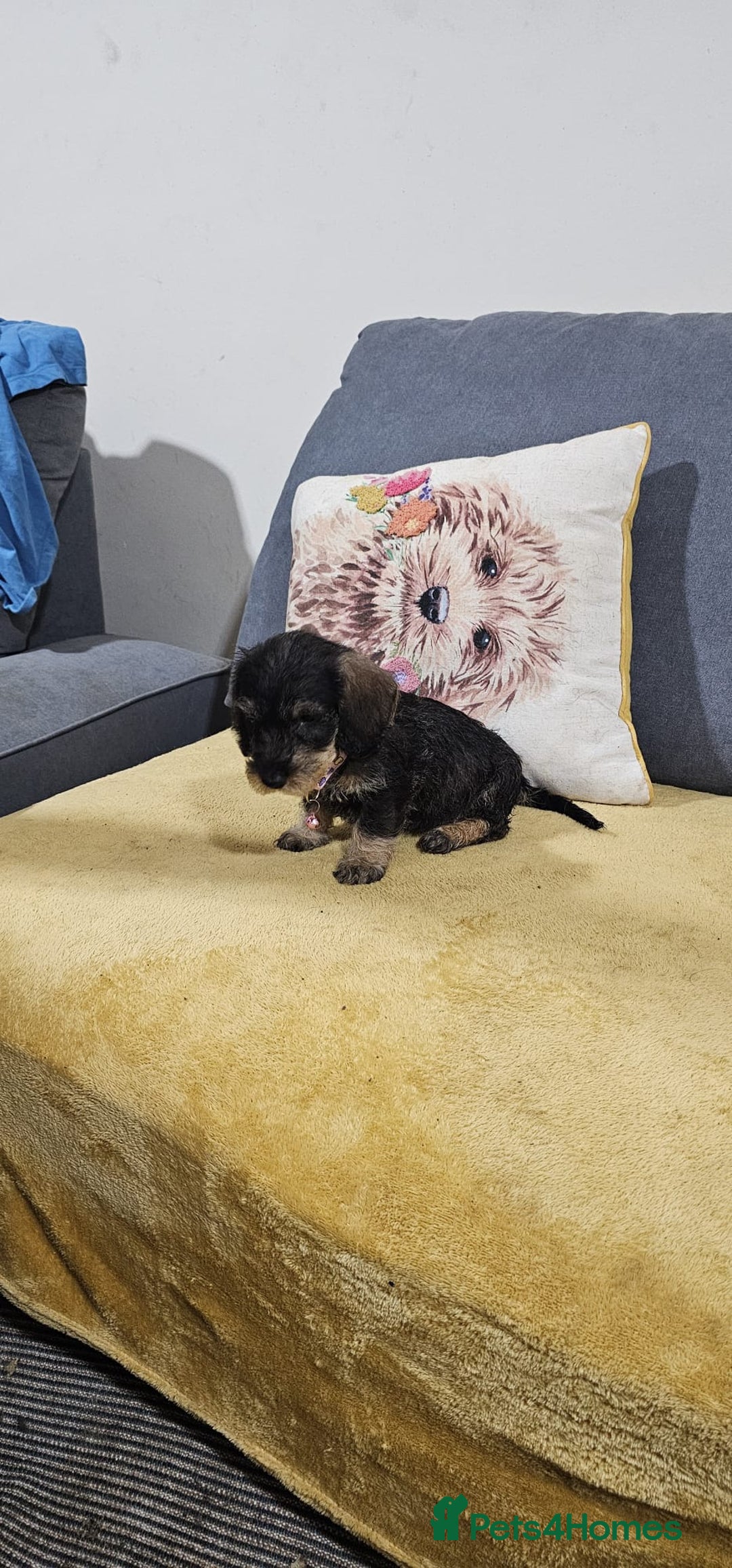 Dachshund dogs for sale: 2 male puppies ready for their forever homes. - Advert 2