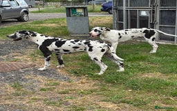 Great Dane dogs for sale: 20 month old Harlequin Dane KC reg  - Image 4