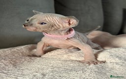 Sphynx cats for sale: TICA REGISTERED CANADIAN Elf Sphynx 1 kitten left  - Image 20