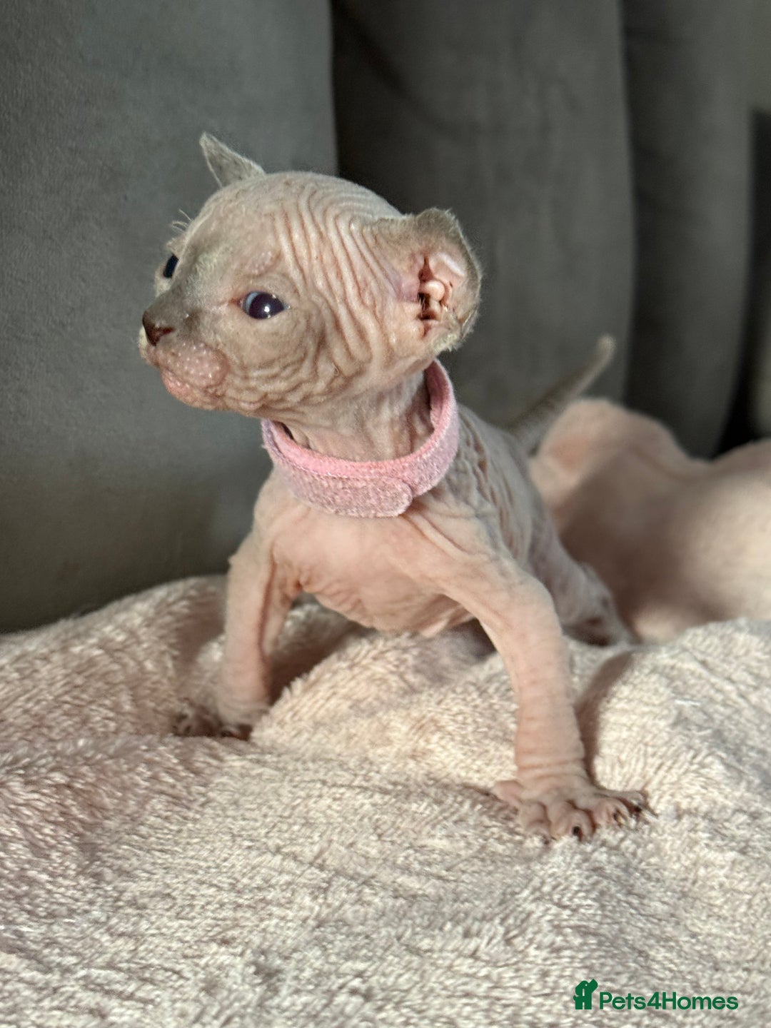 Sphynx cats for sale: TICA REGISTERED CANADIAN Elf Sphynx 1 kitten left  - Image 20