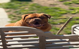 Dogue De Bordeaux dogs for sale: Looking for his final and forever home - Image 8