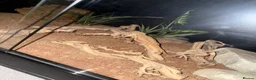 Bearded Dragon reptiles for sale: 9 month old Bearded Dragon + Full setup in Corby - Advert 1