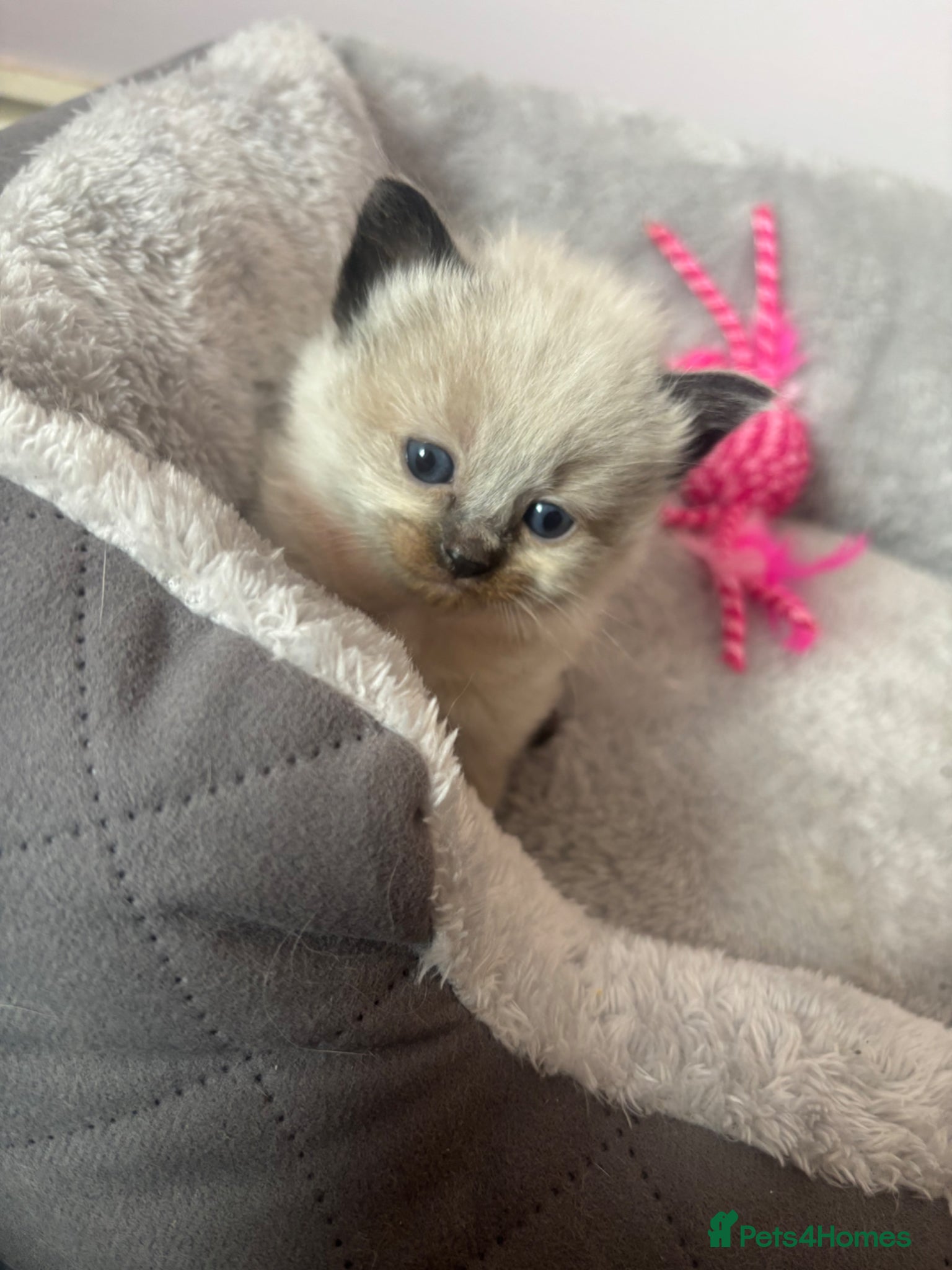 Ragdoll cats Stunning ragdoll boy - Advert 1