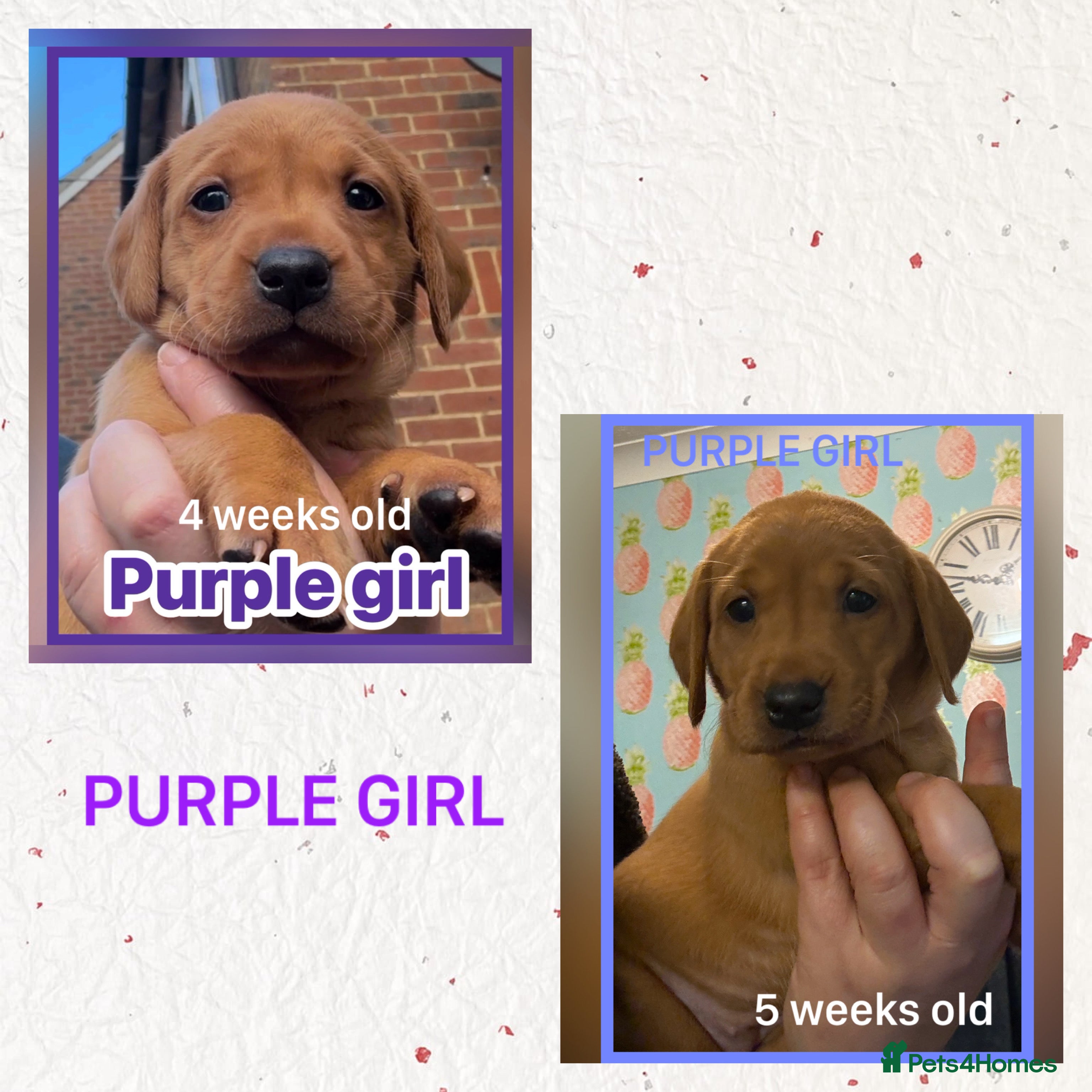 Labrador Retriever dogs for sale: Fox red Labrador puppies  - Advert 2
