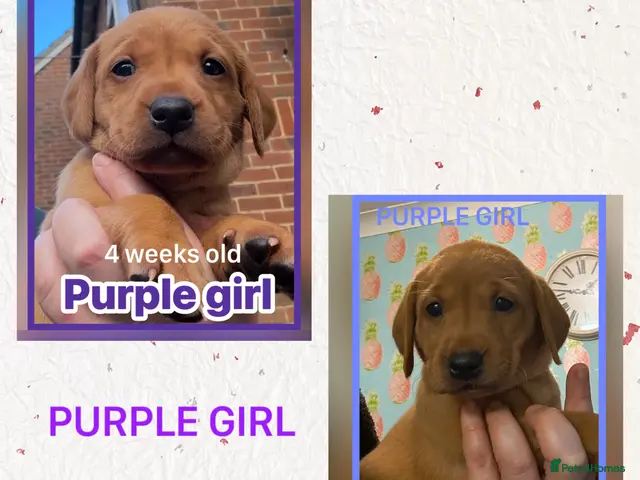 Labrador Retriever dogs for sale: Fox red Labrador puppies - Advert 2