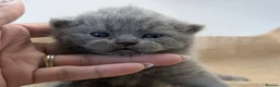 British Shorthair cats for sale: GCCF British Shorthair and longhair kittens  - Advert 12