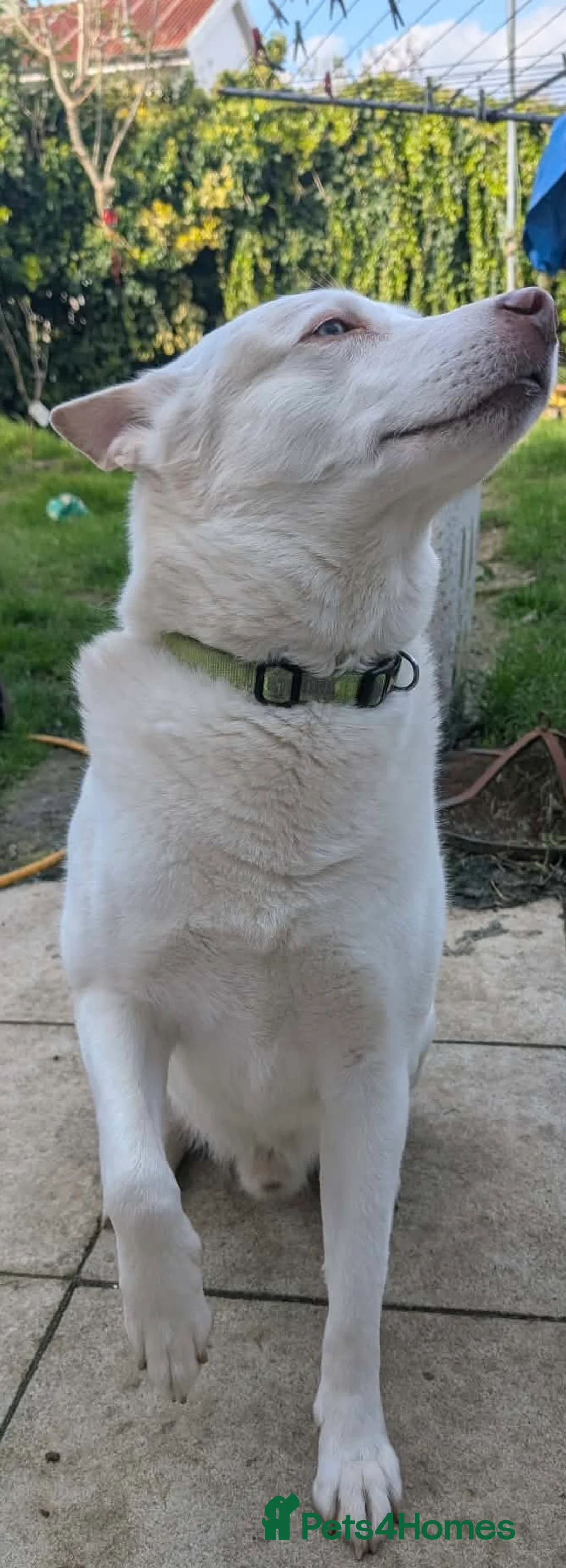 Mixed Breed dogs for sale: Marshall needs a new home - Advert 6