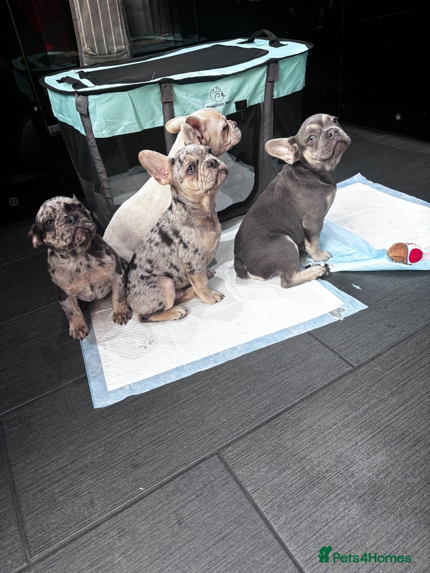 French Bulldog dogs French Bull Dog Puppies! - Advert 1