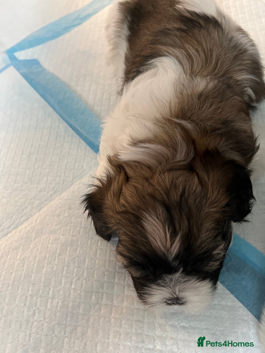 Lhasa Apso dogs for sale: Adorable babies  - Image 12